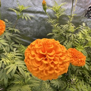 Marigolds - Elevate Orange