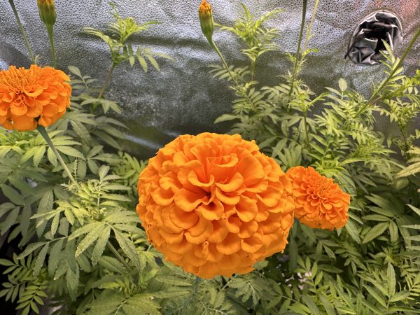 Marigolds - Elevate Orange
